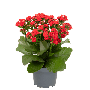 Flammendes Käthchen (Kalanchoe) mit roten Blüten im Topf, ca. 20-25 cm hoch.
