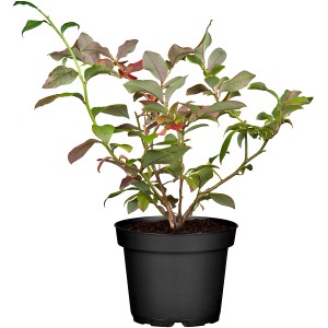 Heidelbeere "Bluecrop" Höhe 30 - 40 cm Topf-Ø 3 l Vaccinium