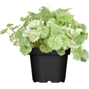 Gundermann Blau im Topf, ca. 10,5 cm Durchmesser, grüne Blätter mit weißer Zeichnung.