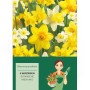 Botanische Narzissen-Mischung mit gelben und weißen Blüten, 5 Stück. Blumenzwiebeln für Frühling.
