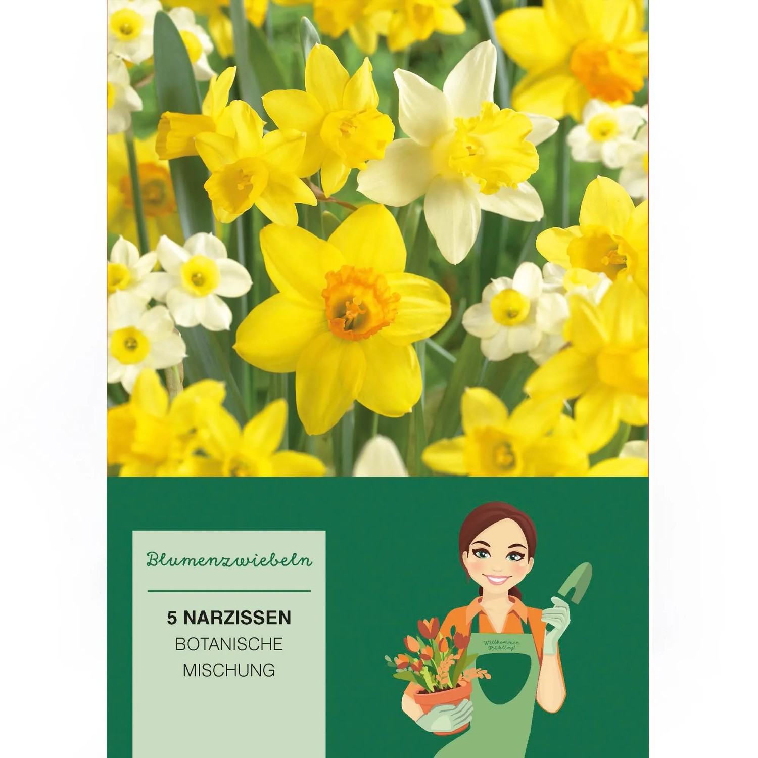 Botanische Narzissen-Mischung mit gelben und weißen Blüten, 5 Stück. Blumenzwiebeln für Frühling.