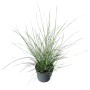 Chinaschilf 'Silberspinne' im Topf, Ziergras für sonnige Standorte.