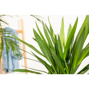 Grüne Palmlilie (Yucca-Palme), ca. 110 cm hoch, im Topf. Zimmerpflanze mit langen, schwertförmigen Blättern.