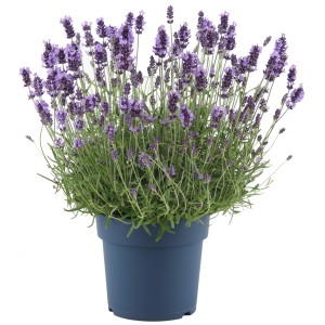 Blühender Lavendel Felice Premium Provence im Topf, violette Blüten.
