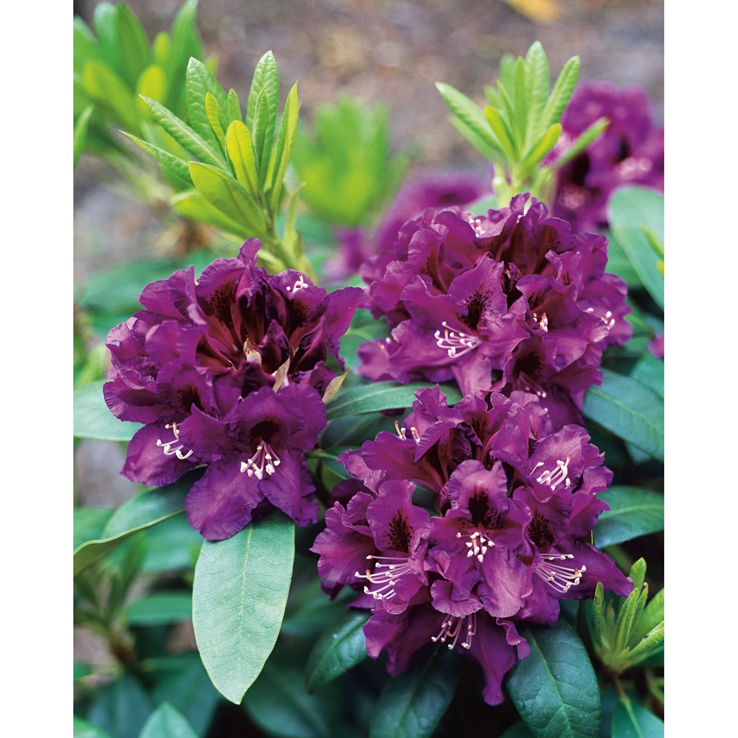 OBI Rhododendron-Hybride "Rasputin" Violett Hhe ca. 20 - 30 cm Topf ca. 5  l kaufen bei OBI