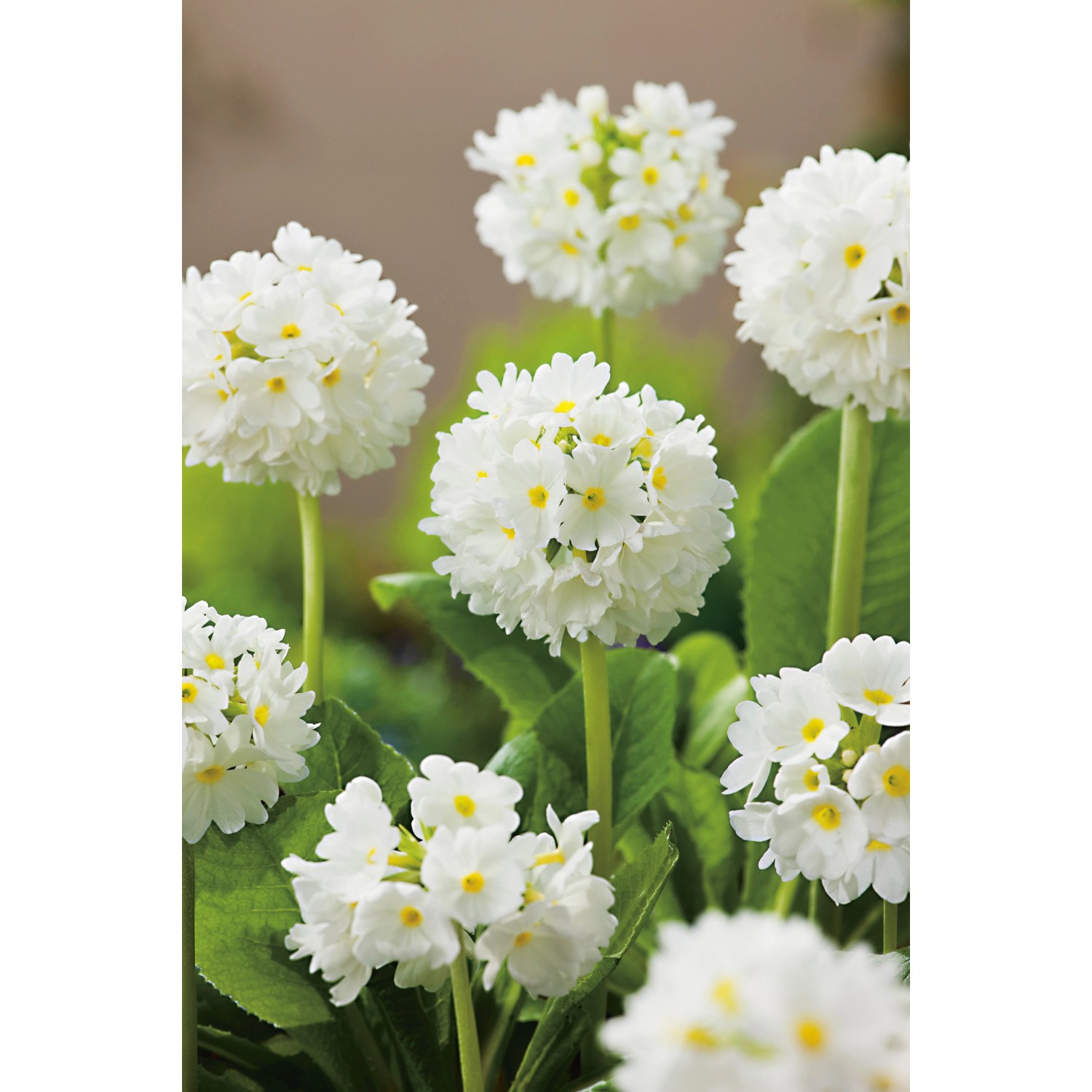 Weiße Kugelprimel Alba im Topf, eine blühende Frühlingsblume für Beet und Balkon.