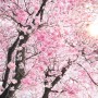 Komar Vlies Fototapete Bloom: Nahaufnahme eines blühenden Kirschbaums mit rosa Blüten.