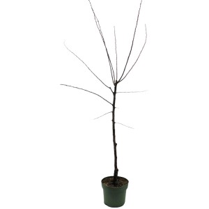 Bio Aprikose Nancy im Topf, ca. 120-140cm hoch. Ideal für sonnige Standorte.