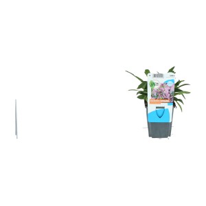 Kuckucksnelke Rosa Topf-Ø ca. 9 cm Lychnis flos-cuculi