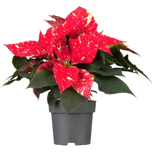 GROW by OBI Weihnachtsstern "Sky Star" mit 5-7 Brakteen Topf-Ø ca. 13 cm