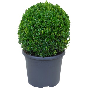 Buchsbaum Kugel im Topf, ca. 25 cm hoch, Formschnitt geeignet.