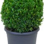 Buchsbaum Kugel im Topf, ca. 25 cm hoch, Formschnitt geeignet.