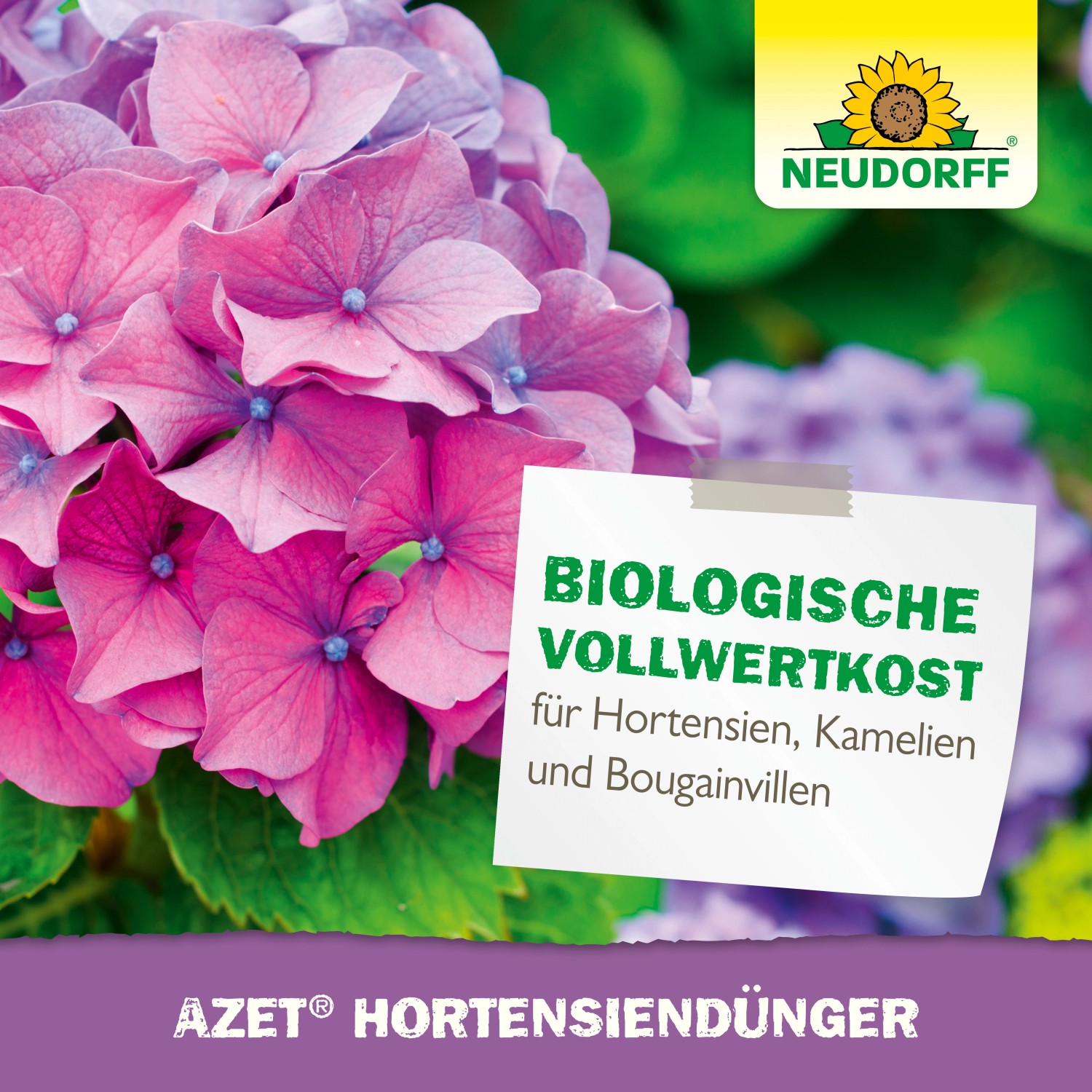 Neudorff Azet Hortensiendünger 1 kg für prächtige Blüten.