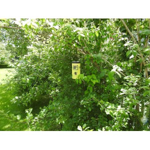 Gelbe Swissinno Wespenfalle mit Köder hängt im Baum.