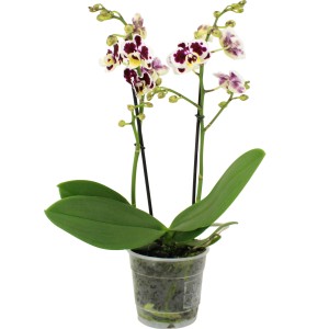 Schmetterlingsorchidee (Phalaenopsis) mit weiß-lila Blüten im Topf, ca. 35-50cm hoch.