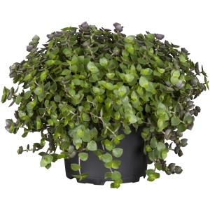 Schönpolster Callisia im Topf (Ø 20cm), eine attraktive Grünpflanze mit kleinen Blättern.