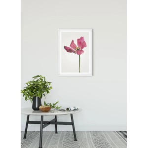 Komar Wandbild „Tulip“ (50x70 cm) mit pinkfarbener Blüte im weißen Rahmen.