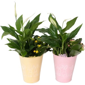 Oster-Arrangement im Zink-Gefäß mit Einblatt und Flammendem Käthchen in Gelb und Rosa.