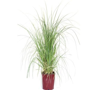 GROW by OBI Pampasgras Höhe ca. 40 -50 cm Topf ca. 11 l Cortaderia