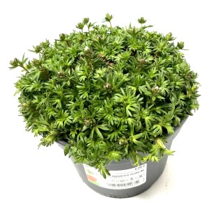 GROW by OBI Garten-Moos-Steinbrech Jumbo RC Höhe ca. 22 cm Saxifraga arendsii