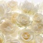 Komar Vliesfototapete Shalimar mit weißen Rosenblüten, Detailaufnahme.