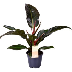 Baumfreund Imperial Red im Topf, ca. 30-40 cm hoch, Blattschmuckpflanze.