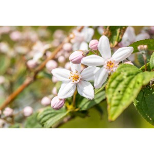 Nahaufnahme der rosafarbenen Blüten und Knospen einer Rosendeutzie Mont Rose.