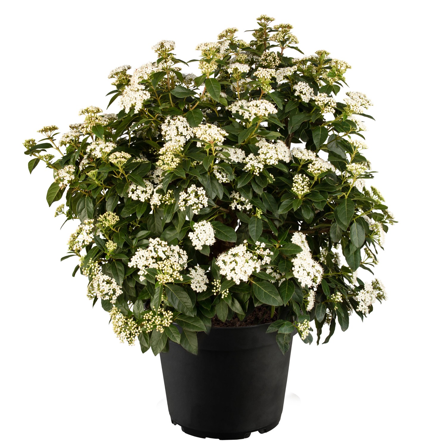 LorbeerSchneeball Weiß Höhe ca. 20 30 cm Topf ca. 1 l Viburnum tinus