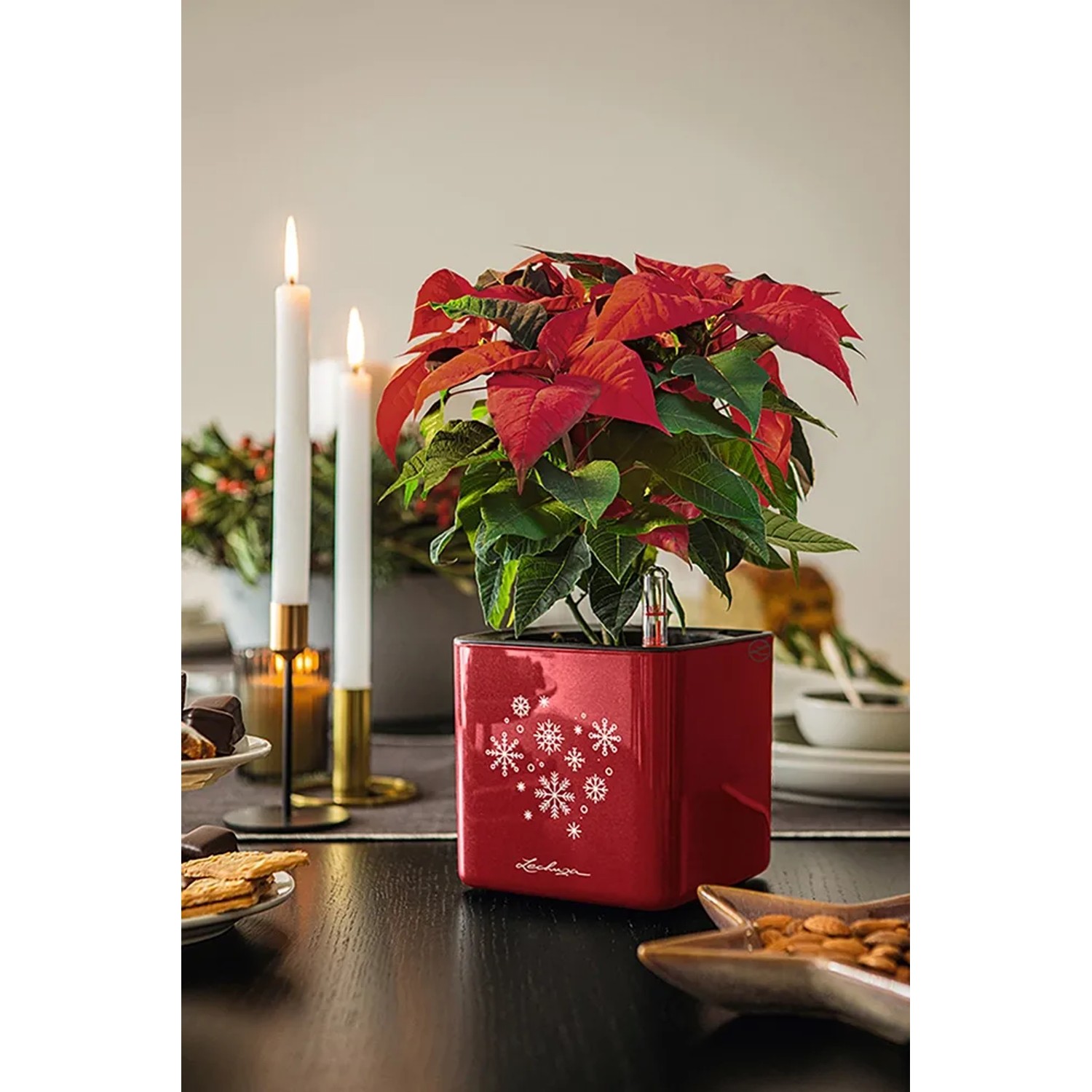 Lechuza Pflanzgef Cube Glossy Snow 14 Scarletrot 13,5 cm x 14 cm x 14 cm  kaufen bei OBI