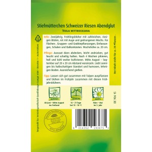 Samentüte Quedlinburger Stiefmütterchen Schweizer Riesen Abendglut mit roter Blüte.