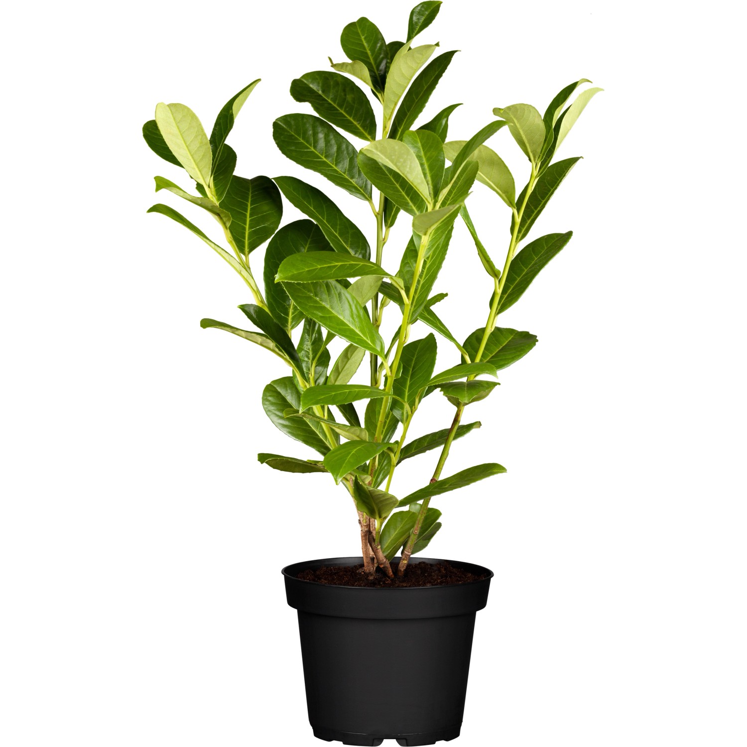 Kirschlorbeer "Rotundifolia" Prunus laurocerasus kaufen bei OBI