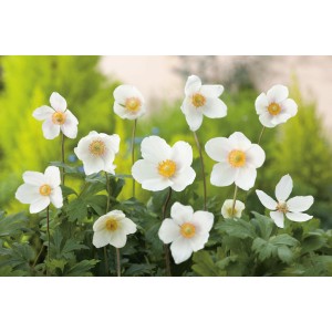 OBI Wald-Windröschen Weiß Topf-Ø ca. 9 cm x 9 cm Anemone