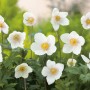 Weiße Wald-Windröschen (Anemone sylvestris) im Topf, ca. 9 cm. Zarte Blüten, gute Bienenweide.