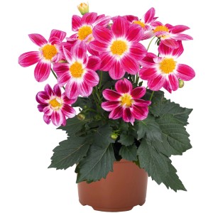 Dahlie Summer Bees im Topf, zweifarbige Blüten in Pink und Weiß mit gelber Mitte.