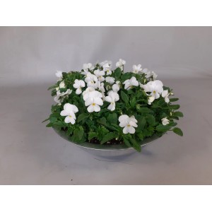 Horn-Veilchen im Zink-Gefäß, weiße Blüten, Topf-Ø ca. 29 cm. Blühende Kübelpflanze für Balkon und Terrasse.