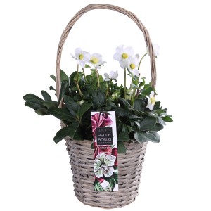 Christrose Helleborus im Korb, weiße Blüten, grüne Blätter. Winterblüher im Weidenkorb.