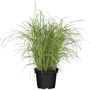 GROW by OBI Chinaschilf "Cabaret" ca. 20 - 30 cm Miscanthus sinensis