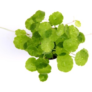 Dennerle Aquariumpflanze Hydrocotyle Verticillata mit runden, hellgrünen Blättern.