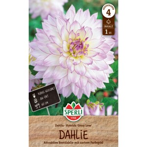 Sperli Dahlie Crazy Love: Weiße Blüte mit lila Rand, ideal für Beet und Kübel.
