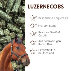 Braunes Pferd mit Halfter vor grünen Supravit Luzernecobs Pellets. Energiereiches Pferdefutter, reich an Eiweiß & Carotin.