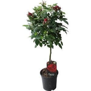 Fußstammrose Rot, ca. 70-80 cm hoch im 2 l Topf. Elegante Beet- oder Kübelpflanze mit üppiger Blütenpracht.