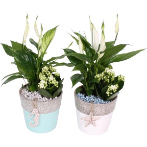 Arrangement Flammendes Käthchen und Einblatt in Betonkeramiktopf mit maritimen Anhängern.