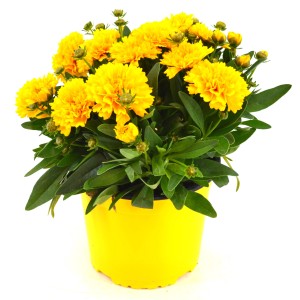 Großblumiges Mädchenauge 'Golden Sphere' im gelben Topf, ca. 26 cm hoch.
