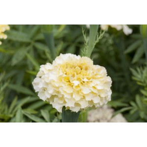 Nahaufnahme einer hellgelben Studentenblume (Tagetes erecta) im Topf, mit grünen Blättern im Hintergrund.