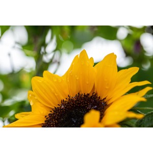Nahaufnahme einer gelben GROW by OBI Sonnenblume (Helianthus annuus) mit Wassertropfen auf den Blütenblättern.