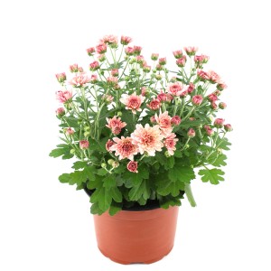 Chrysantheme im Topf, rosa Blüten, grüne Blätter, ca. 25 cm hoch, Topf-Ø ca. 12 cm.