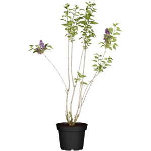 OBI Koreanischer Flieder "Miss Kim" Violett Höhe ca. 50 - 60 cm Topf ca. 3,5 l