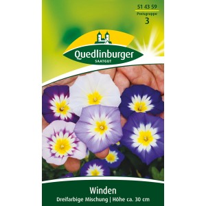Quedlinburger Winde, dreifarbige Mischung. Blumensamen für Beet und Rabatte mit trichterförmigen Blüten in verschiedenen Farben.