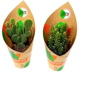 GROW by OBI Feigenkaktus, 4-fach sortiert im 12 cm Topf. Sukkulenten-Mix.