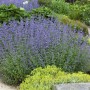 Blühende, blaue Katzenminze (Nepeta) im Gartenbeet. Bienenfreundliche Staude.